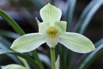 Fototapeta premium Close-up of a pale green orchid flower with yellow center, surrounded by long green leaves in a natural setting