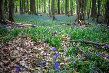 Bluebell woods - Carpet of Hyacinthoides non-scripta in spring