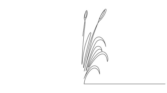 vector illustration of a flower,grass plant Continuous one Line art Animation
