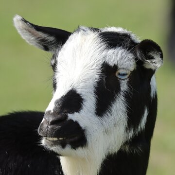 chevre