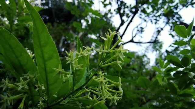 Night Blooming Jasmine Cestrum Nocturnum White Star Shaped Flowers Lush Green Garden Foliage Nature
