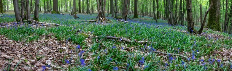 Fototapeta premium Panorama - Bluebell woods - Carpet of Hyacinthoides non-scripta in spring