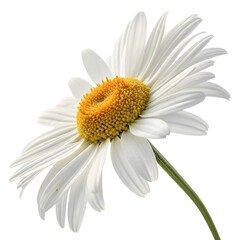 Obraz premium Single Chamomile Flower Isolated on White Background – Medicinal Herbal Plant