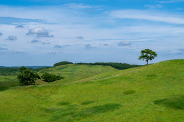 Tree in Green Pasture in Early Summer, Akkeshi, Japan © 多田 智