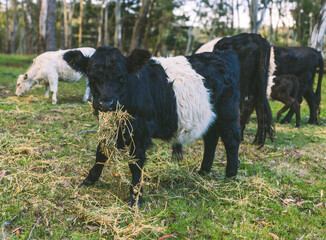 Obraz premium Belted Galloway calf eating hay in pasture young beef cattle grazing on rural farm