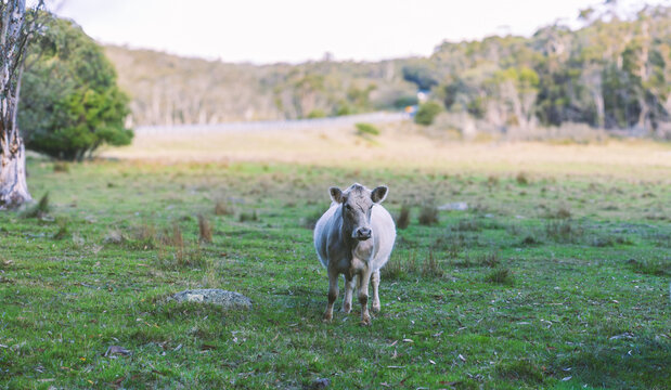 White Galloway cow standing in pasture grass fed beef cattle on rural countryside farm landscape