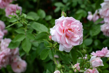 Fototapeta premium Pink rose blooms in a lush garden close-up with green leaves and soft background