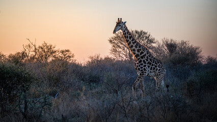 Giraffe in dusk light in Limpopo region of South Africa