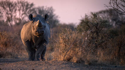 Black rhino at dusk in Limpopo, South Africa © Carly