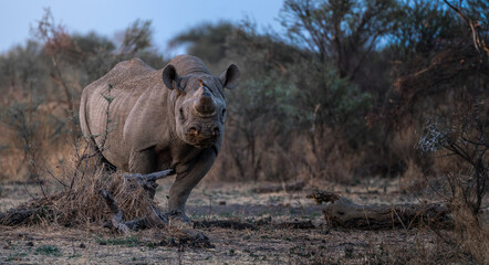 Black rhino in limpopo, south africa © Carly