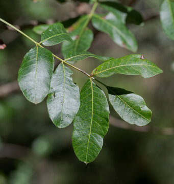 Close-up of Pistacia terebinthus leaves showing their oval shape, smooth texture, and visible veins. Photo taken in Parque natural Hoces del r&iacute;o Durat&oacute;n, Segovia, Spain