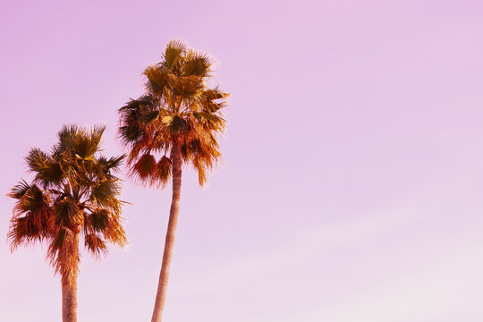 Two palm silhouettes stand against a dreamy pink sunset. Soft pastel gradient sky and tropical leaves create a romantic minimalist background with wide copy space area