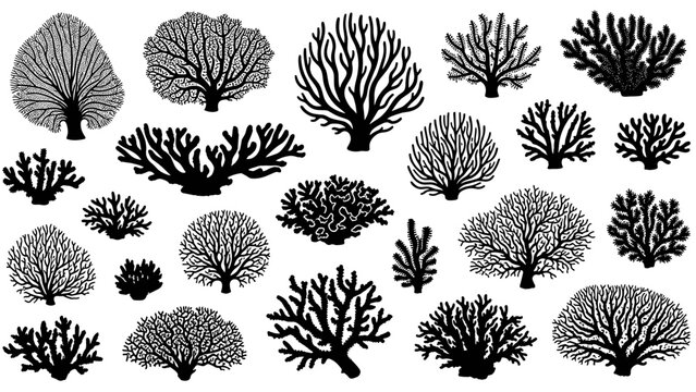 Diverse Silhouette Coral Reef Collection: An Assemblage of Unique Marine Flora for Graphic Design, Scientific Illustration, and Creative Ocean-Themed Projects, Perfect for Biology Studies and...