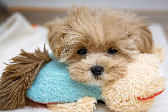 Cute Maltipoo Puppy Resting on Stuffed Toy, Looking Straight at Camera
