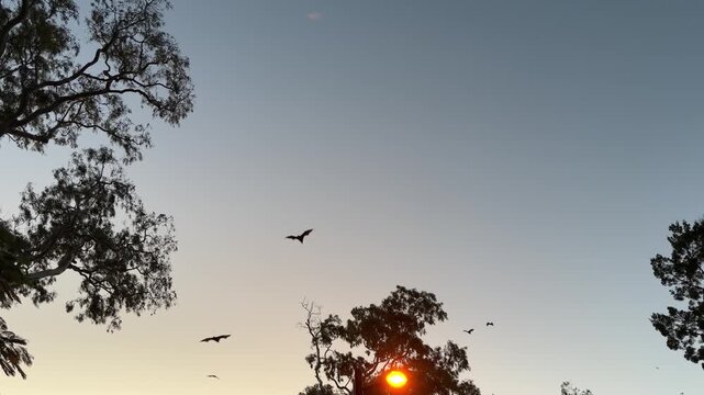 Queensland, Australia. Flying fox bats &ndash; Pteropus &ndash; glide across a clear sky above treetops where sunlight filters through the canopy. Filmed at 120 fps, perfect for ultra slow motion.
