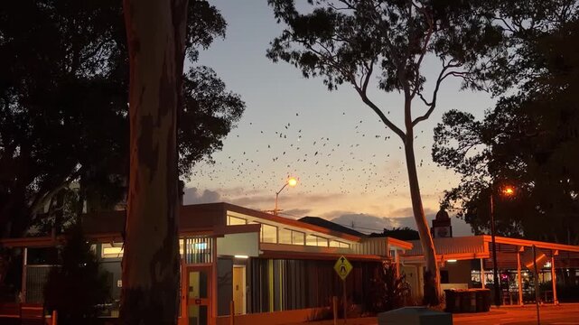 Queensland, Australia. A colony of flying fox bats &ndash; Pteropus &ndash; takes flight just before sunset above a coastal town, leaving their daytime roost to forage as the sky darkens.