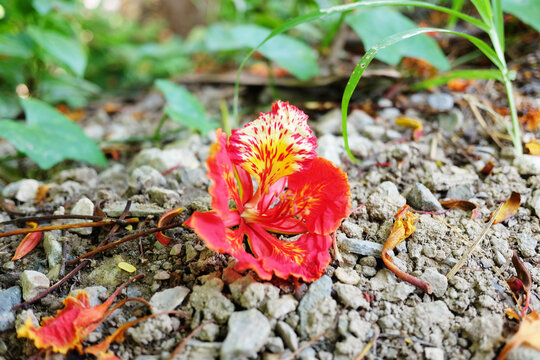 Blooming Red astromelia flower on the ground in garden