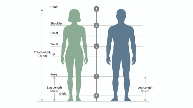 Male and female body silhouettes showing anatomical measurement points and proportions on white background, concept for ergonomic design, medical anatomy studies and garment tailoring