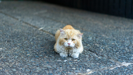 cat on the floor © maha