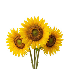 Obraz premium Three sunflowers on white background
