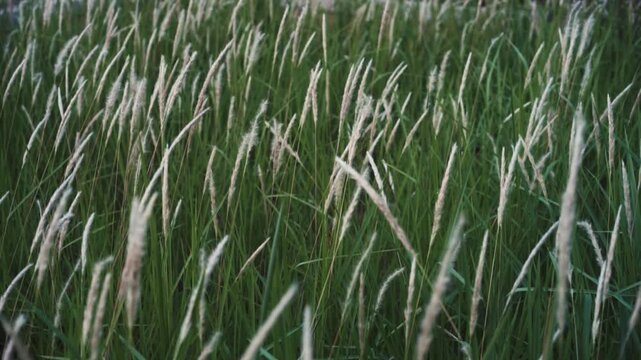 Wild Cogongrass Field in Soft Breeze - Nature Greenery Background