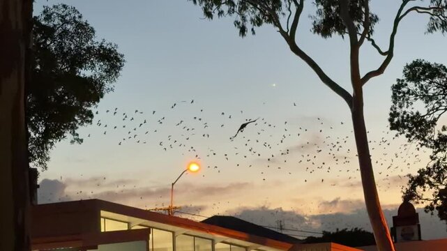 Queensland, Australia. In slow motion, a flying fox &ndash; Pteropus &ndash; crosses the foreground while thousands of bats fly in the background at dusk above a coastal town.