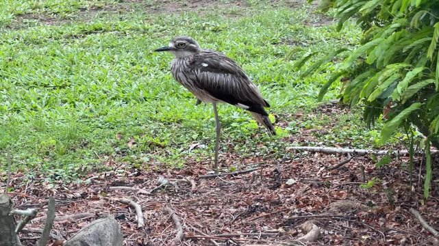 Queensland, Australia. A bush stone-curlew &ndash; Burhinus grallarius &ndash; senses a presence and freezes perfectly still on one leg. This  australian bird uses immobility and camouflage as a defense.