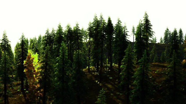 Sunlit pine ridge at dawn with misty canopy, warm backlight, long shadows stretching over hillside and distant valley, tranquil atmosphere ideal for meditation