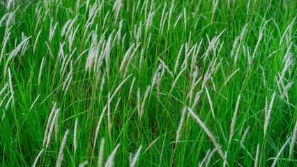 Obraz premium Wild Cogongrass Field in Soft Breeze - Nature Greenery Background