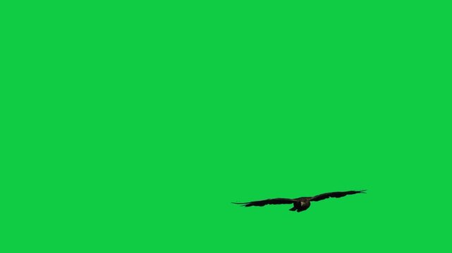 alone a single bird flying on sky real bird green screen  eagle flying animation on green screen. 