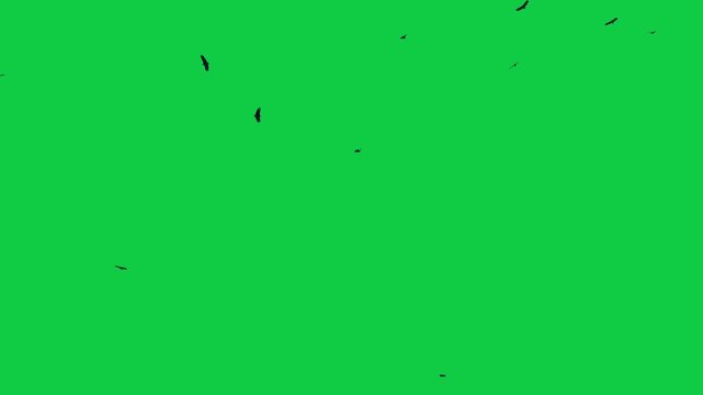 Flock of flying birds on a green screen background Flock of Birds Flying sea birds Albatrosses Birds kite flying on sky