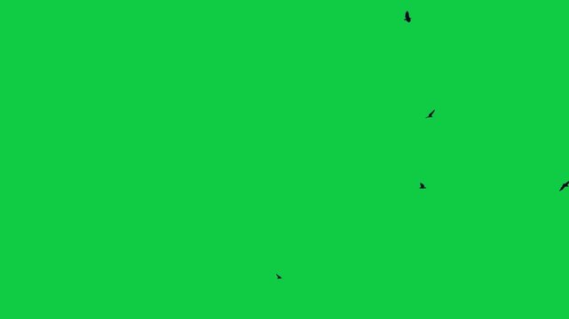 Flock of flying birds on a green screen background Flock of Birds Flying sea birds Albatrosses Birds kite flying on sky