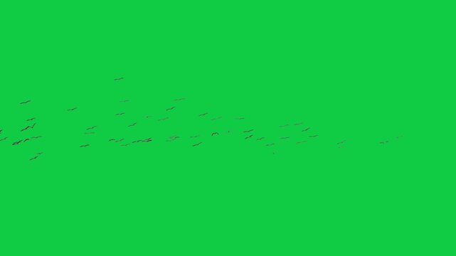 Flock of flying birds on a green screen background Flock of Birds Flying kite flying on sky 4k natural video