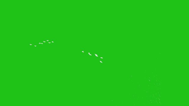 Flock of flying white water birds on a green screen background Flock of Birds Flying kite flying on sky 4k natural video