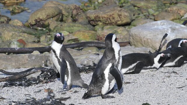 Cape penguins on Boulder Point beach, in the water, Cape penguins, water, penguins, African penguin, Spheniscus demersus, Cape penguin, South African penguin, penguin southern African, cold water, Bou