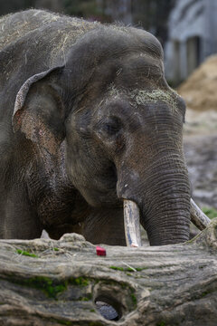An adult male Indian elephant outdoors in a zoo enclosure.
