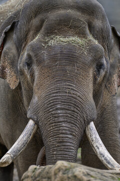 An adult male Indian elephant outdoors in a zoo enclosure.
