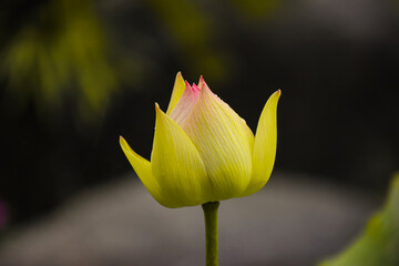 Lotus flower bud in natural light