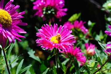 Obraz premium Honey bee collecting pollen on a vibrant pink aster flower in full bloom