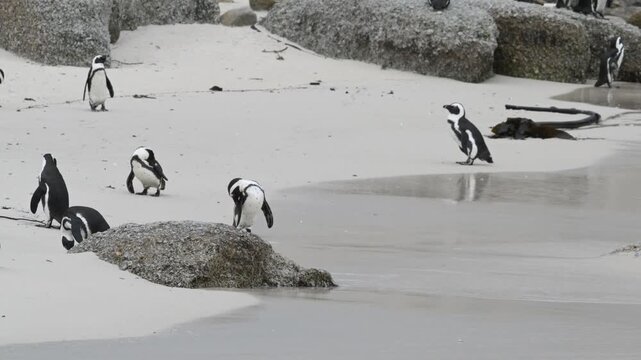 penguins on the beach, African penguin on the beach, penguin in the water, Spheniscus demersus, Cape penguin, South African penguin, cold water, Boulder Point, Bird, South Africa