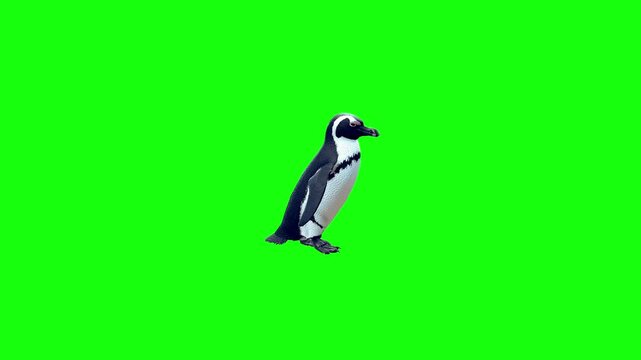 penguin animal penguin looks around walking forward with green screen background 4k