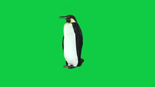 penguin animal penguin looks around walking forward with green screen background 4k