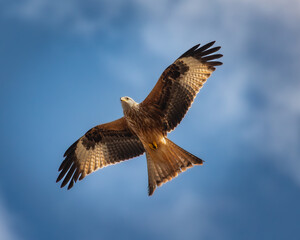 Red kite bird flying with wings spread against blue sky