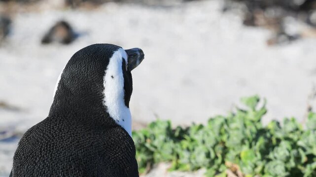 Cape penguins on Boulder Point beach, in the water, Cape penguins, water, penguins, African penguin, Spheniscus demersus, Cape penguin, South African penguin, penguin southern African, cold water, Bou