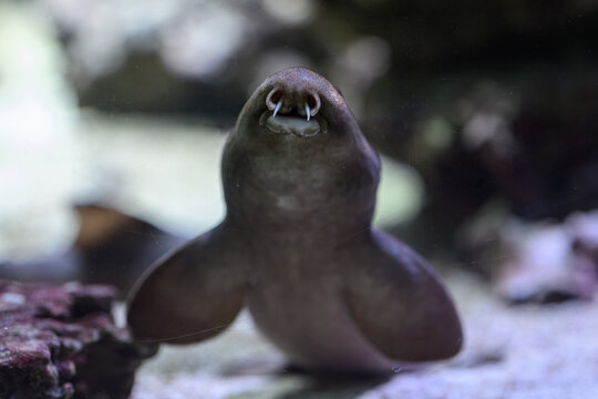 A close‑up of the ocellated catshark focusing on its snout and mouth.