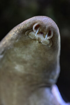 A close‑up of the ocellated catshark focusing on its snout and mouth.