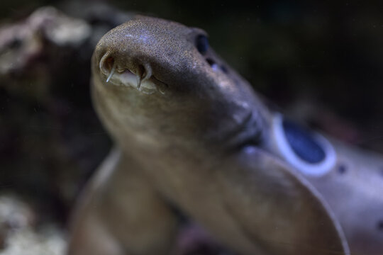A close‑up of the ocellated catshark focusing on its snout and mouth.