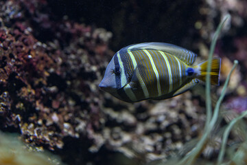 A beautiful palette surgeonfish beneath the ocean surface.