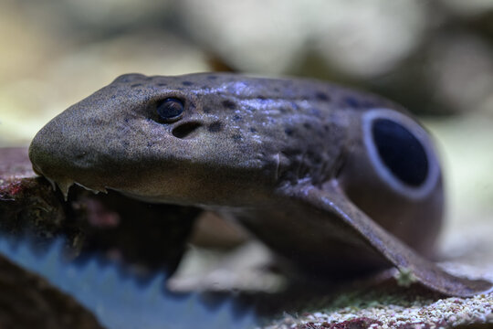 A close‑up of the ocellated catshark focusing on its head.