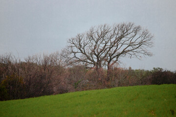 Obraz premium Bare tree branches reaching for grey sky over green field